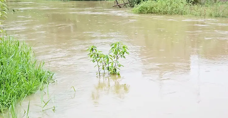 উজানের ঢল-টানা বৃষ্টিতে ফুঁসছে মুহুরী-কহুয়া-সিলোনীয়া
