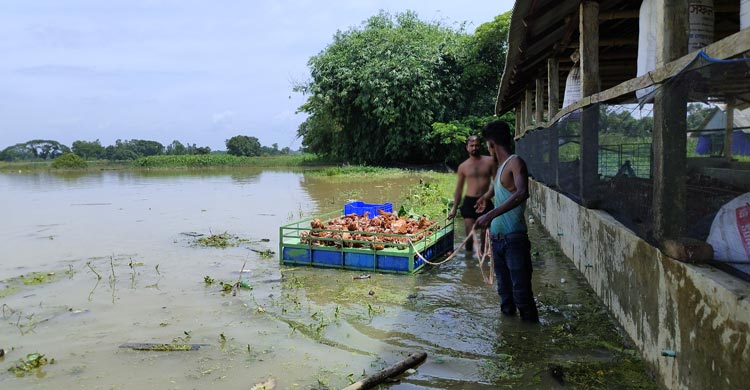 ফেনীতে এবারের বন্যায় ২৩৮ কোটি টাকার ক্ষতি