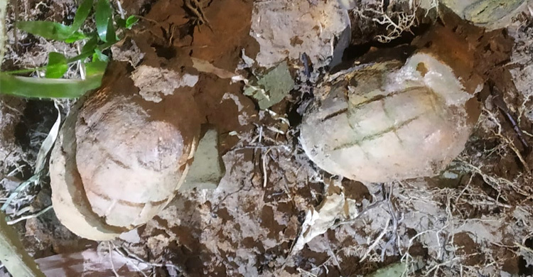 পুকুর পাড়ে মিললো অবিস্ফোরিত দুই গ্রেনেড