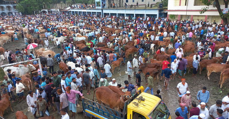 ফেনীতে ছোট ও মাঝারি গরুর চাহিদা বেশি