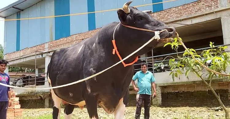 ফেনীতে আলোচনার কেন্দ্রবিন্দুতে দানবীয় গরু ‘মকা’
