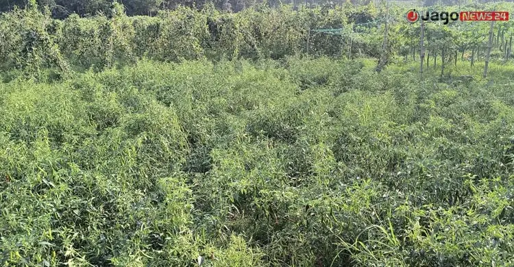 ফেনীতে &lsquo;বারোমাসি&rsquo; খালে বদলেছে কৃষকের ভাগ্য