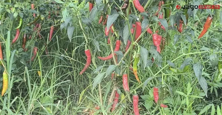 ফেনীতে &lsquo;বারোমাসি&rsquo; খালে বদলেছে কৃষকের ভাগ্য