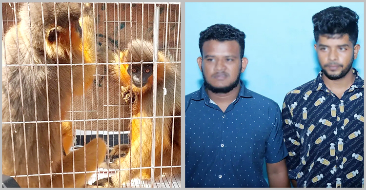 প্রাইভেটকার থেকে বিপন্ন প্রজাতির ৩ হনুমান উদ্ধার, গ্রেফতার ২