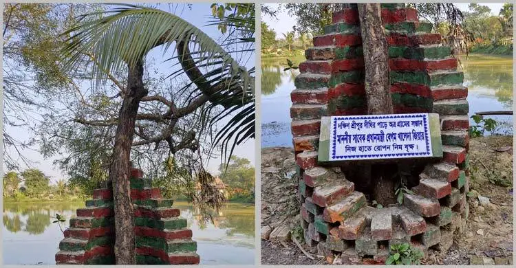 পৈতৃক বাড়িতে নিজ হাতে রোপণ করা নিমগাছটি এখন শুধুই স্মৃতি