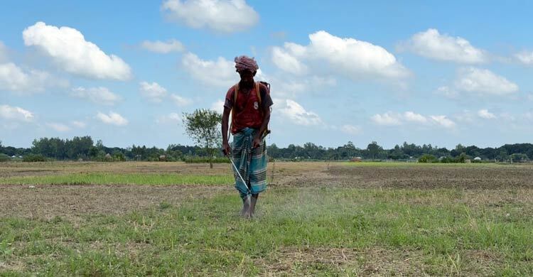 পেঁয়াজ চাষে হতাশা বাড়াচ্ছে সার ‘সিন্ডিকেট’