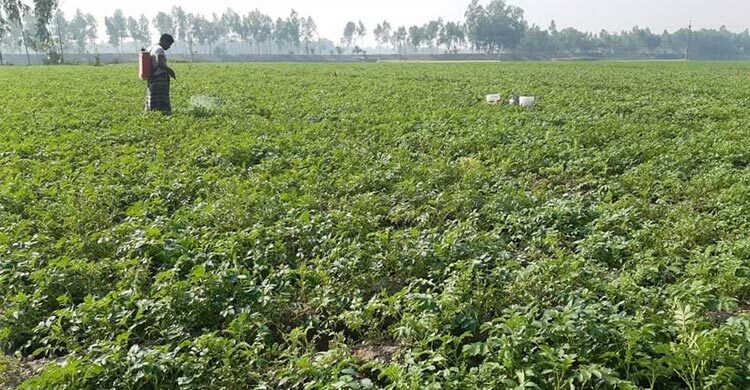 নওগাঁয় সারের কৃত্রিম সংকট, আলু চাষ নিয়ে শঙ্কা