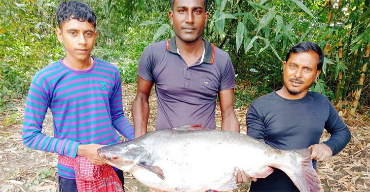 বড়শিতে ধরা পড়লো ১৬ কেজির পাঙাশ