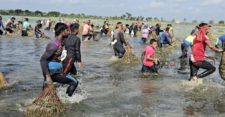 ‘পলো বাওয়া’ উৎসবে মাছ ধরার হিড়িক