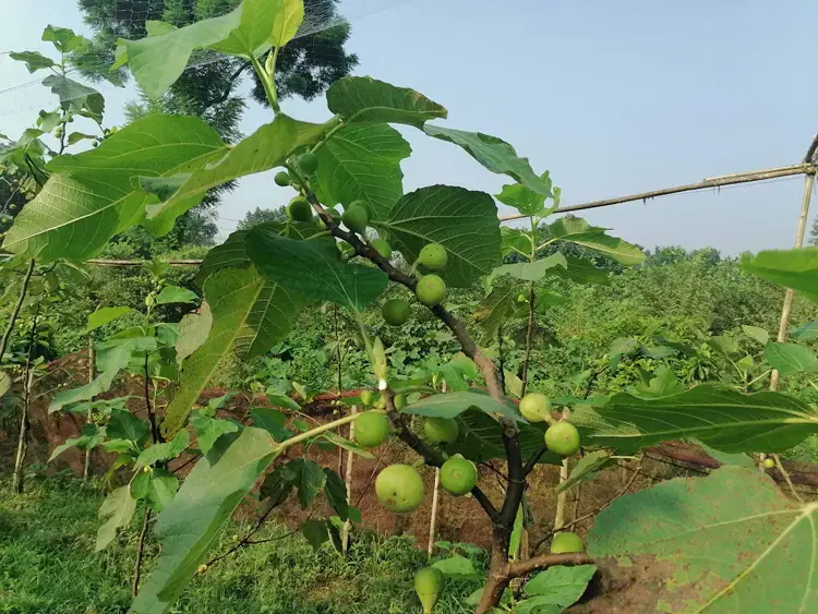 অবহেলিত ডুমুরে লুকিয়ে আছে আশ্চর্য উপকার