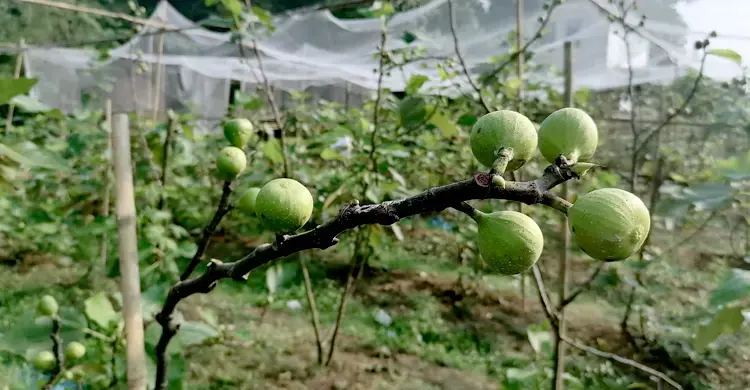 অবহেলিত ডুমুরে লুকিয়ে আছে আশ্চর্য উপকার