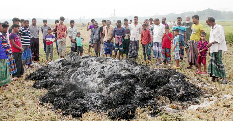 দুর্বৃত্তের আগুনে কৃষকের পাকা ধান পুড়ে ছাই