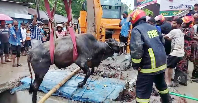 ১৬ ঘণ্টার চেষ্টায় ড্রেনে পড়া গরু উদ্ধার করলো ফায়ার সার্ভিস