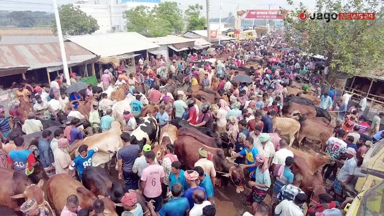 ভারতীয় গরুর আধিপত্য নেই, দেশিতেই লাভের আশা খামারিদের