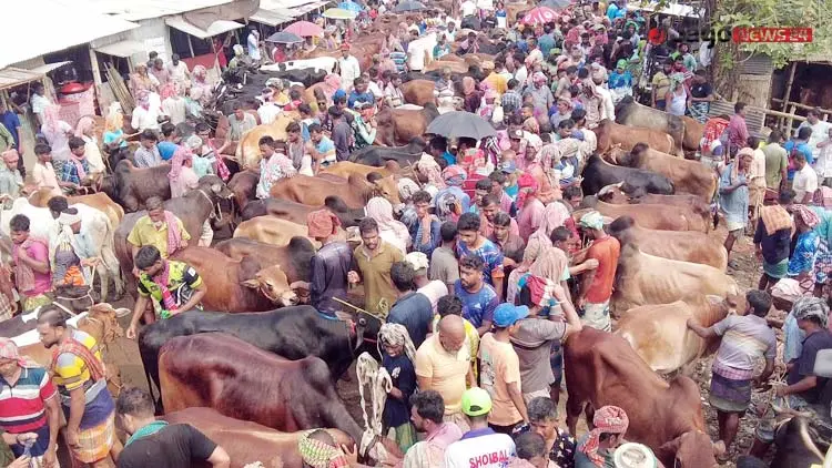 ভারতীয় গরুর আধিপত্য নেই, দেশিতেই লাভের আশা খামারিদের