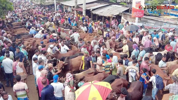 ভারতীয় গরুর আধিপত্য নেই, দেশিতেই লাভের আশা খামারিদের