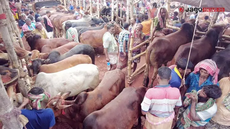 ভারতীয় গরুর আধিপত্য নেই, দেশিতেই লাভের আশা খামারিদের