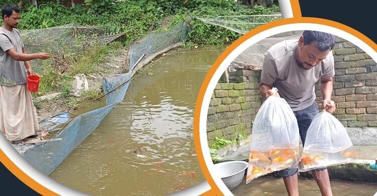 রঙিন মাছে সফলতার স্বপ্ন দেখছেন সাগর হোসেন
