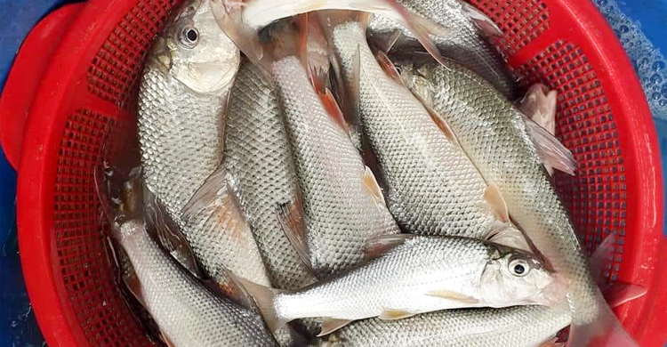 গবেষণায় ফিরছে বিলুপ্তপ্রায় মাছ