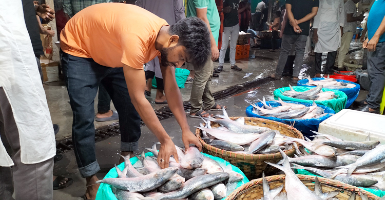 ৩ ট্রলারে এলো দেড়শ মণ ইলিশ