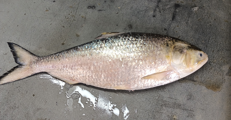 ১৩ হাজারে বিক্রি হলো এক ইলিশ