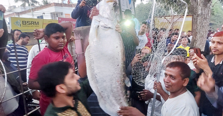 বড়শিতে ধরা পড়লো ১৫ কেজির বিশাল চিতল