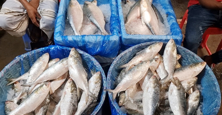 দুইমাস পর কর্মব্যস্ততা ফিরেছে চাঁদপুরের মাছঘাটে