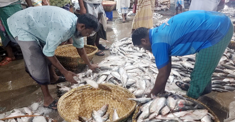 দাম কমেছে ইলিশের