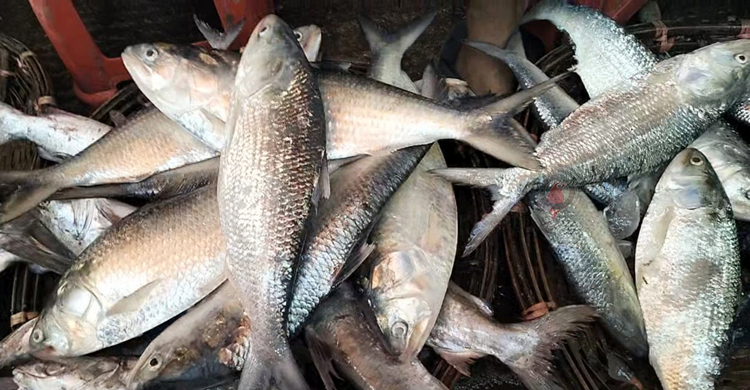 সাগরে ঝাঁকে ঝাঁকে ধরা পড়ছে বড় ইলিশ