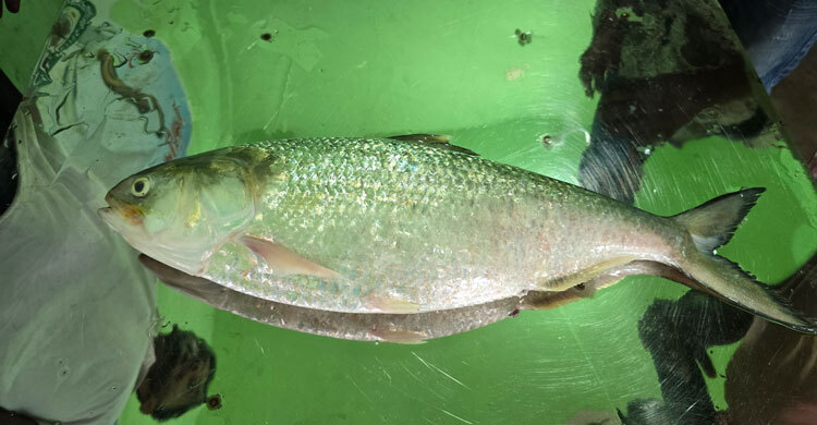আড়াই কেজির ইলিশ, ৮৭৫০ টাকায় বিক্রি