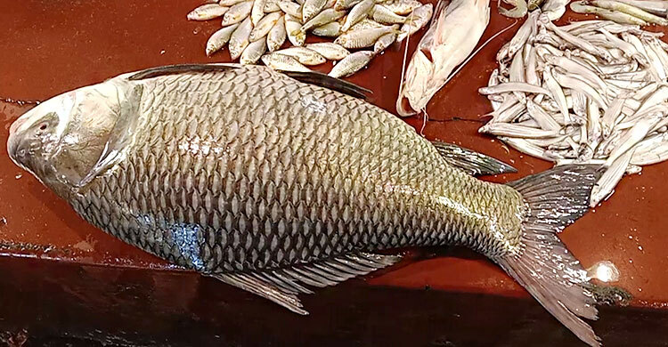রাজশাহীর বাজারে ১২ কেজির কাতল, দাম ১৪ হাজার