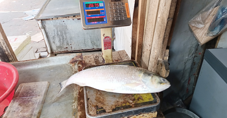 ১৩ হাজারে বিক্রি হলো এক ইলিশ