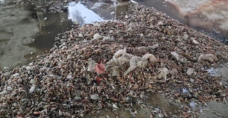 নিষিদ্ধ জালে হুমকিতে মৎস্য সম্পদ