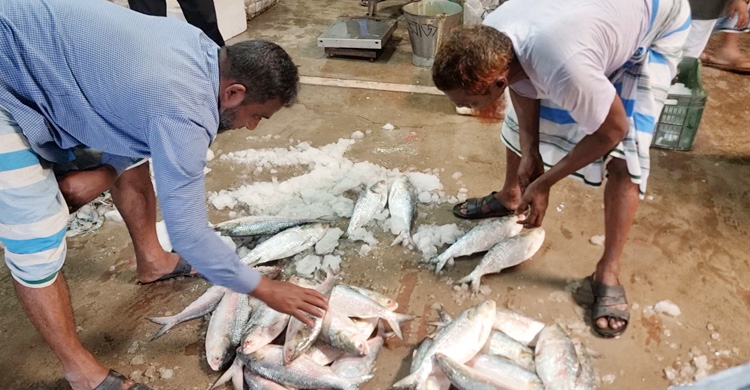 দুইমাস পর কর্মব্যস্ততা ফিরেছে চাঁদপুরের মাছঘাটে