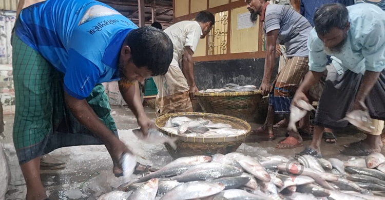 সরবরাহ বেড়েছে, দাম কমেছে ইলিশের