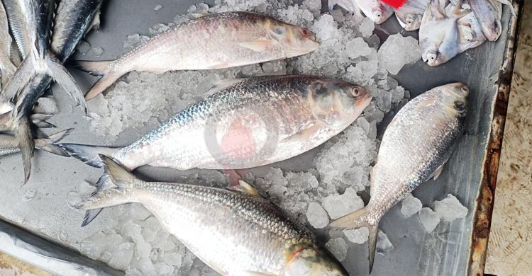 ৫৬০০ টাকায় বিক্রি হলো এক ইলিশ