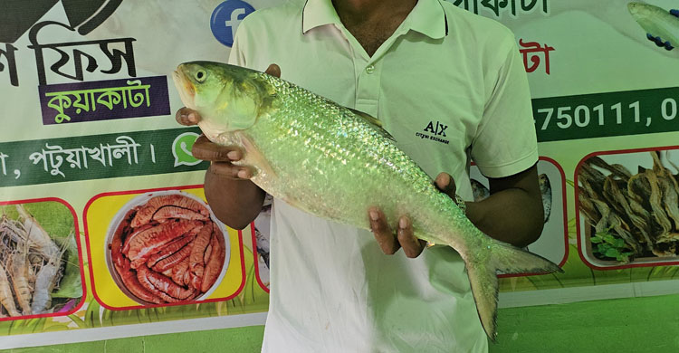 আড়াই কেজির ইলিশ, ৮৭৫০ টাকায় বিক্রি