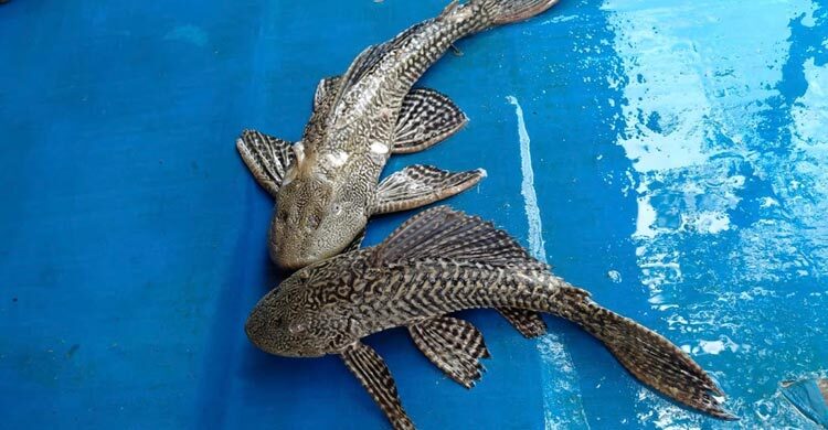 ময়মনসিংহে বিক্রি বেড়েছে নিষিদ্ধ সাকার ফিশের