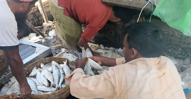 সাগরে এক টানেই উঠে এলো রেকর্ড ১৭০ মণ ইলিশ