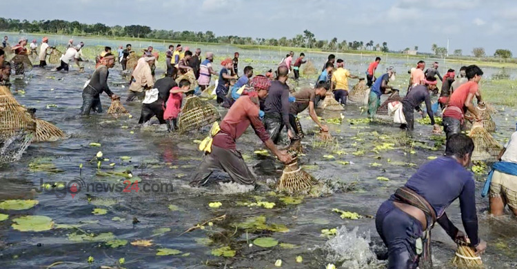 ‘পলো বাওয়া’ উৎসবে মাছ ধরার হিড়িক
