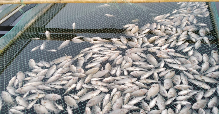 হিটস্ট্রোকে মারা গেলো ১৭ চাষির মাছ, ক্ষতি আড়াই কোটি টাকা
