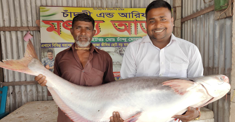 পদ্মার এক পাঙাশ বিক্রি হলো ৩১ হাজারে