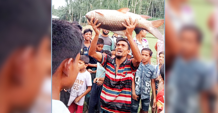 আট হাজার টাকায় বিক্রি হলো ৮ কেজির রুই