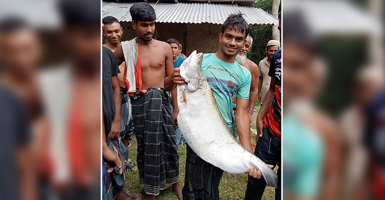 যুবকের জালে ধরা পড়লো ৮ কেজির চিতল