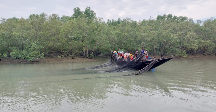 নিষেধাজ্ঞার মধ্যেও সুন্দরবনে চলছে দেদারসে মাছ শিকার