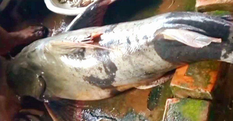 এক বাঘাইড়ের দাম ৩১ হাজার