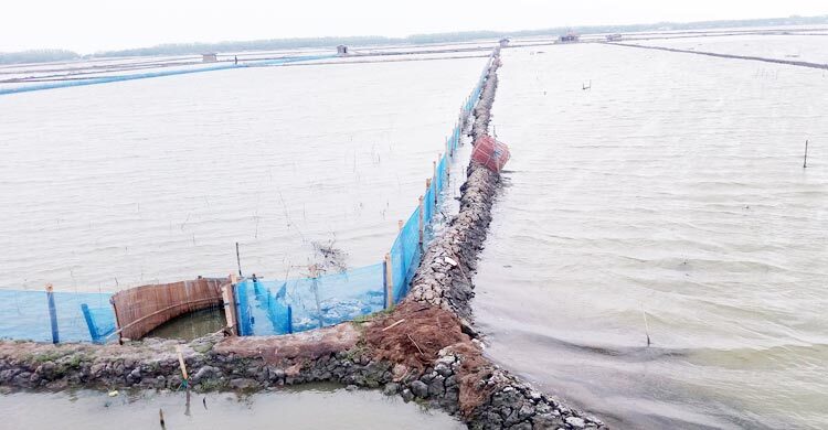 তাপপ্রবাহে মরে যাচ্ছে ঘেরের চিংড়ি, দিশেহারা চাষিরা