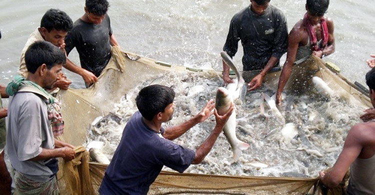 জাতীয় মৎস্য সপ্তাহ শুরু ১৮ আগস্ট