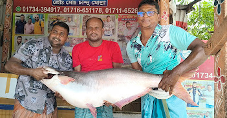 পদ্মার এক পাঙাশ বিক্রি হলো সাড়ে ৬৩ হাজারে