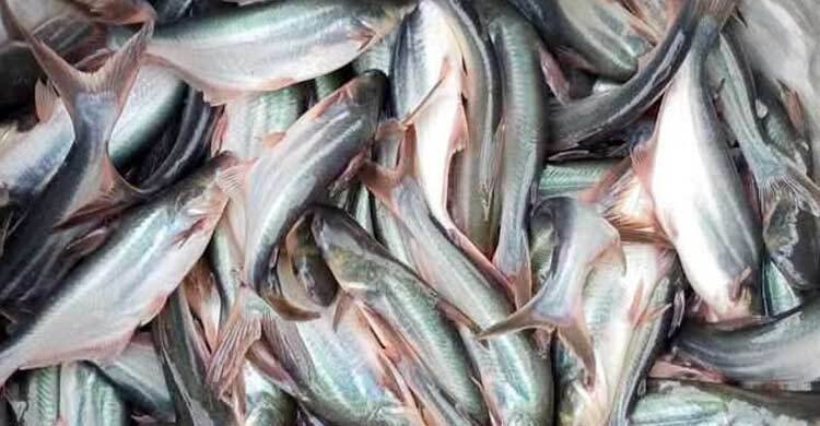 পাঙাশ চাষে আগ্রহ হারাচ্ছেন খামারিরা